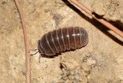 Armadillo officinalis