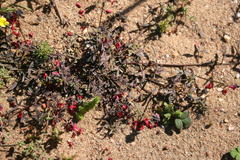 Indigofera heterophylla