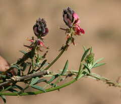 Indigofera heterophylla