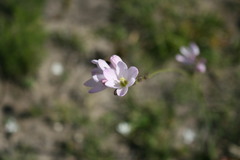 Ixia orientalis