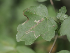 Stigmella aceris