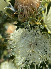 Iridomyrmex purpureus