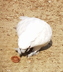 Cacatua alba