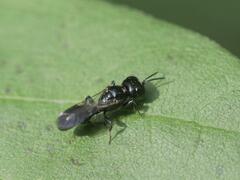 Crossocerus