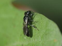 Crossocerus