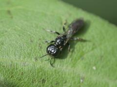 Crossocerus