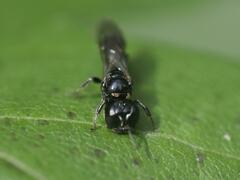 Crossocerus