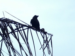 Corvus splendens