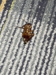 Periplaneta americana