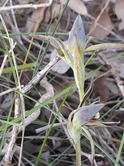 Lyperanthus serratus