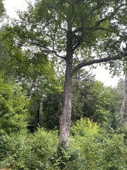 Betula alleghaniensis