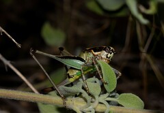 Eupholidoptera smyrnensis