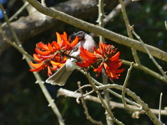 Philemon corniculatus