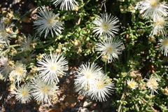 Mesembryanthemum