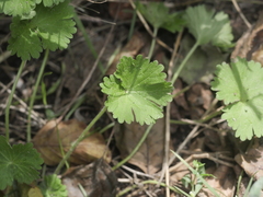 Geranium molle