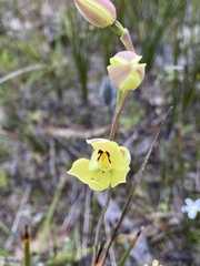 Thelymitra antennifera