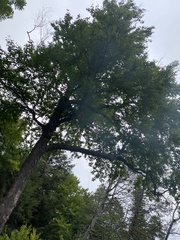 Betula alleghaniensis