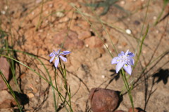 Moraea bipartita