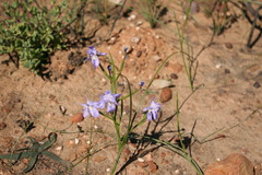 Moraea bipartita