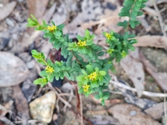 Pimelea hewardiana
