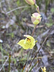 Thelymitra antennifera