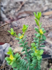 Pimelea hewardiana