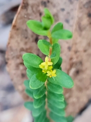 Pimelea hewardiana