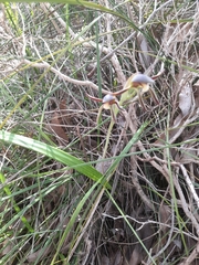 Lyperanthus serratus