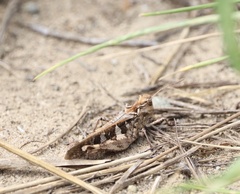 Oedaleus infernalis