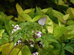 Tajuria cippus maxentius