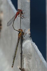 Xanthagrion erythroneurum