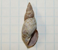 Lymnaeidae