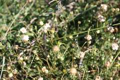 Ursinia