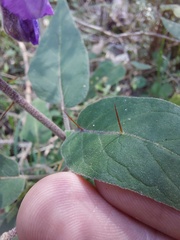 Solanum celatum