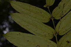 Ripogonum discolor
