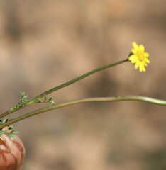 Ursinia