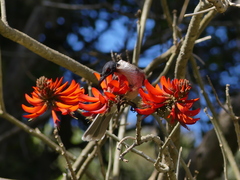 Philemon corniculatus