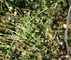 Ursinia