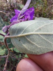 Solanum celatum