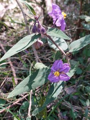 Solanum celatum
