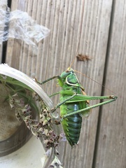 Gampsocleis gratiosa