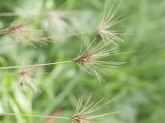 Hordeum murinum