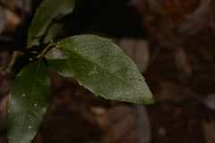 Denhamia celastroides