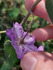 Solanum celatum