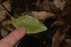Denhamia celastroides