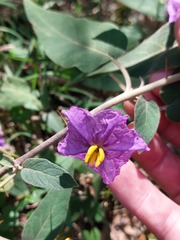 Solanum celatum