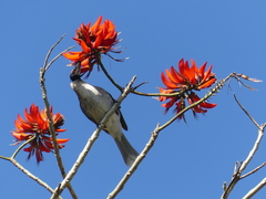 Philemon corniculatus