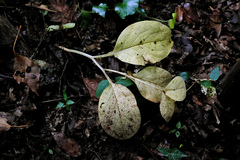Symphytum bulbosum