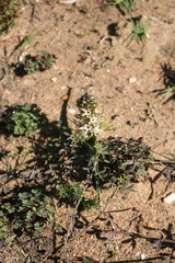 Wurmbea spicata