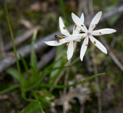 Burchardia umbellata